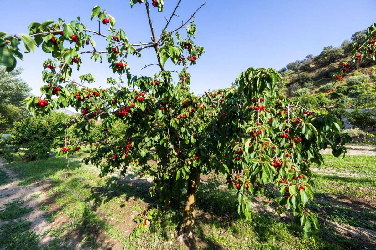 Terreno Rústico en venta en GRANADA
