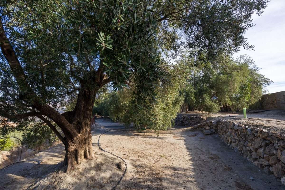 Terreno rural en venta en GRANADA