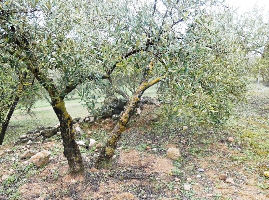 Terreno Rústico en venta en GRANADA